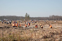 Тюменцы сажают сосны на выгоревшем у Муллашей участке леса