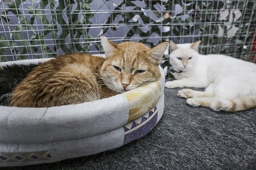 В Салехарде на выставке в библиотеке новый дом обрели шесть кошек
