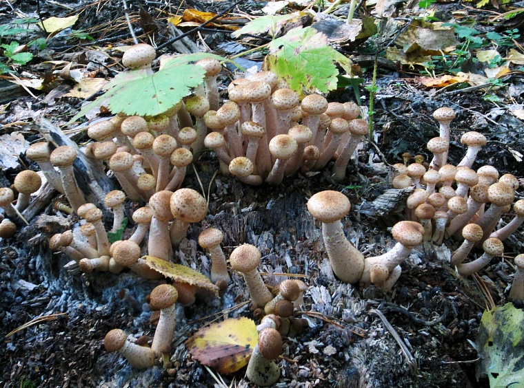 Природные подсказки, любимые места и правильная техника сбора грибов: лайфхаки для "тихой охоты"