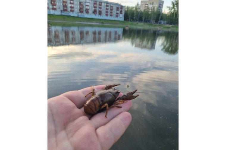 Тюменские пруды заселили раками