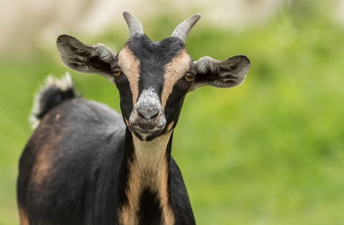 За растерзанных коз в Тюменском районе сельчанке выплатили 114 тысяч рублей