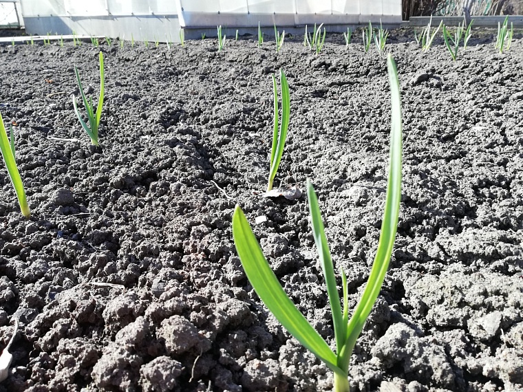 Нужно ли избавляться от «снежной плесени» на дачном участке: комментарий тюменского садовода