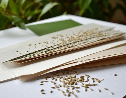 Тюменским дачникам советуют готовить ленты для семян: экономия времени и равномерные всходы