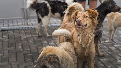 В Ярково родителям, чьих детей покусали бездомные собаки, выплатили по 50 тысяч рублей