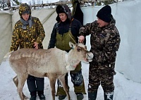 Ямальские ученые обнаружили популяцию северного оленя, которая считалась исчезнувшей