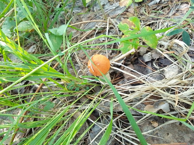 В тюменских лесах пошли грибы