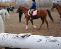 На смену подков полицейским лошадям в Новосибирске выделили более миллиона рублей
