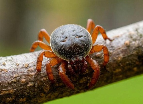 В Тюменской области уже 34 человека пострадали от клещей