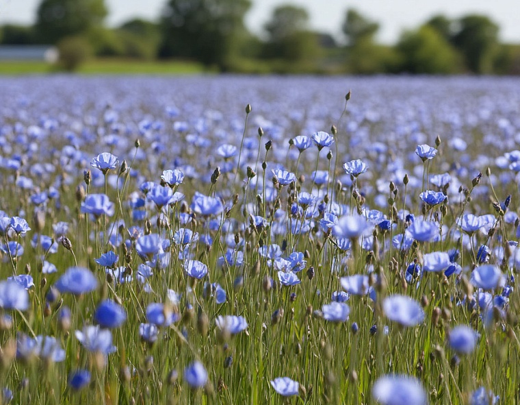 Тюменская область успешно завершила посевную кампанию-2025