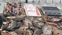Поели рыбы: ситуацию с описторхозом и гаффской болезнью рассмотрели в Тюменской областной думе