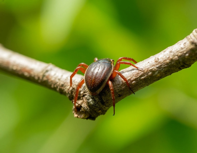 В Тюменской области число заразившихся клещевыми инфекциями увеличилось до 58 человек