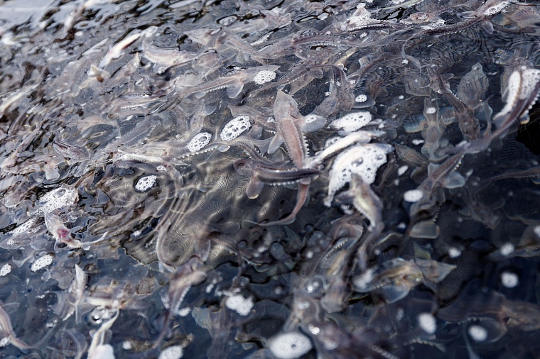 В Обь-Иртышский бассейн выпустили более 3,4 млн мальков ценных пород рыб