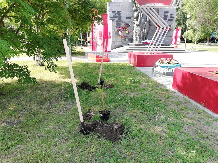 В День России в Тюмени высадили символичную аллею