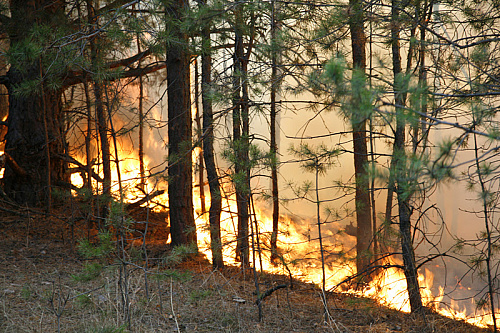 За май в Тюменской области произошло 100 лесных пожаров