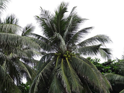 Операторы котельной в Армизонском вырастили семиметровую пальму