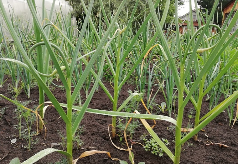 Тюменским дачникам рассказали, когда садить яровой чеснок