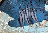 Тобольского браконьера поймали на ловле рыбы запрещенным способом