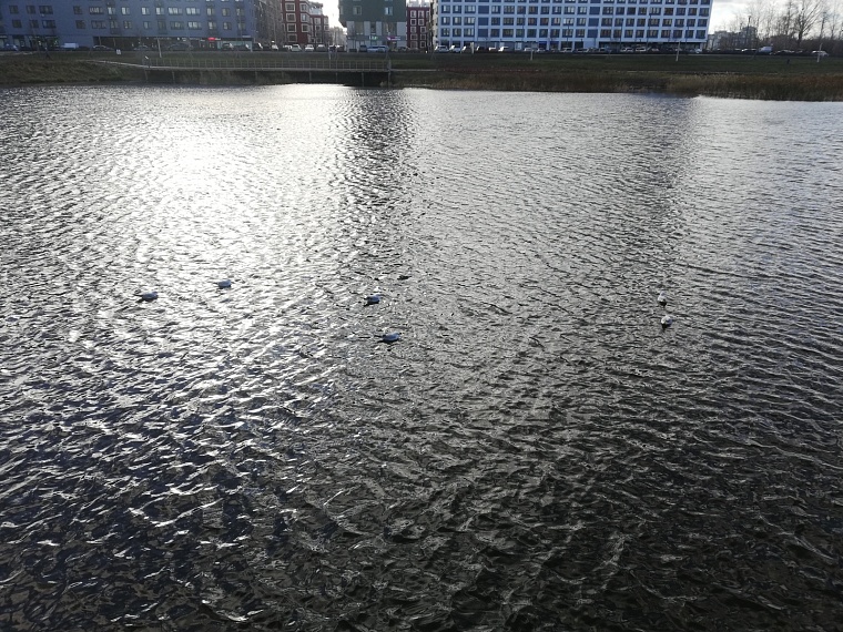 Появилась официальная информация, откуда на Тихом озере в Тюмени мертвая рыба