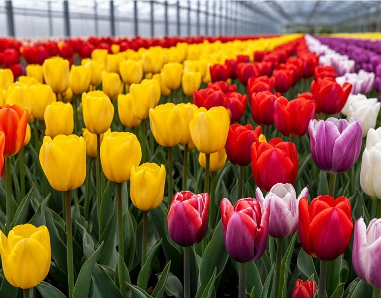 Фото сгенерировано ИИ