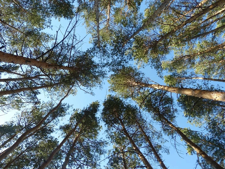 Народные приметы на 25 апреля: на Василия весна землю парит