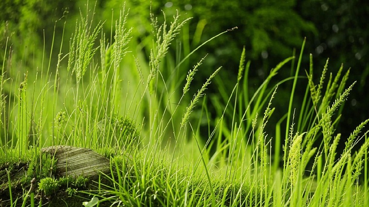 Тюменцам расскажут об экологичном образе жизни