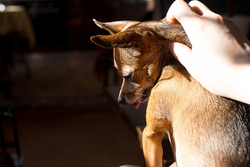Осенняя активность клещей: что делать, если собака принесла с прогулки паразита