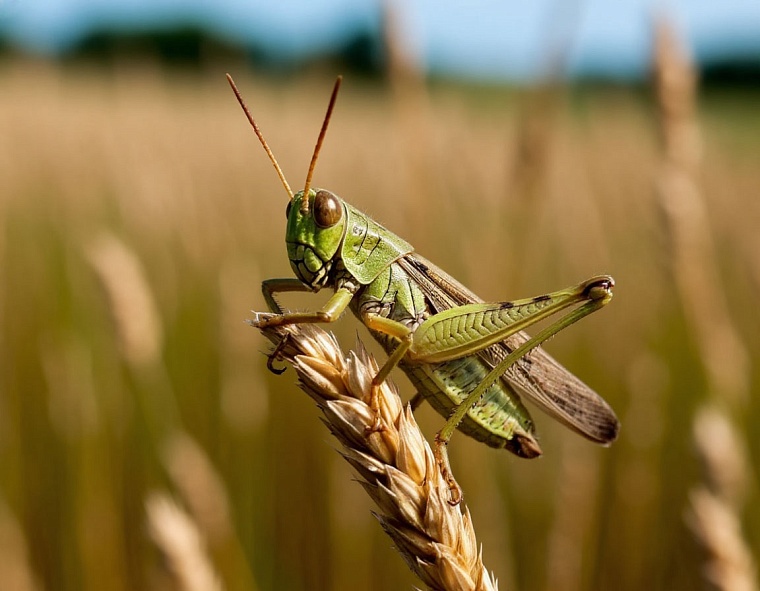В полях Тюменской области искали кубышку, мотылька и полевок