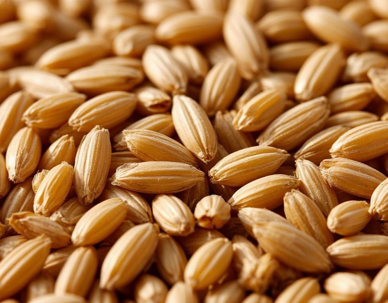 Тюменский Россельхознадзор проверил зерно на экспорт в Китай, Казахстан, Белоруссию, Армению