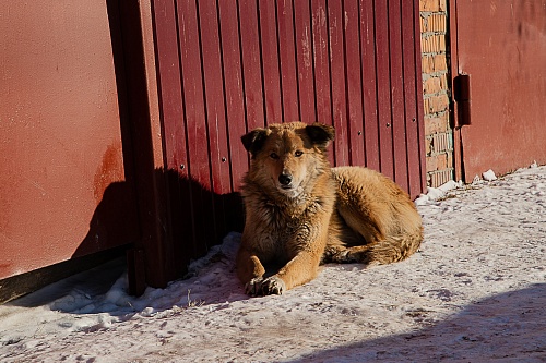 В Надыме догхантеры отстреляли бездомных собак