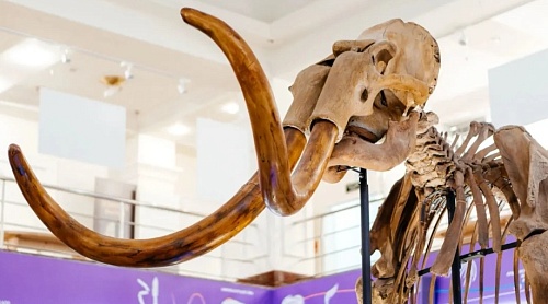 Мамонта Тадибе вернули на родину после реставрации