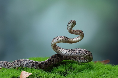 Жителей ХМАО пугают змеи, которые облюбовали водоемы