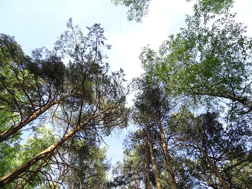 В Тюменской области нет действующих лесных пожаров