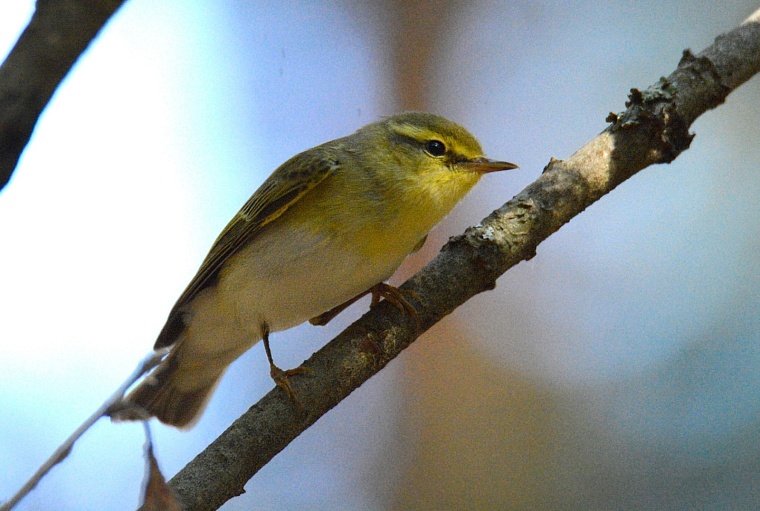 В Тобольске засняли редких птиц-трещоток