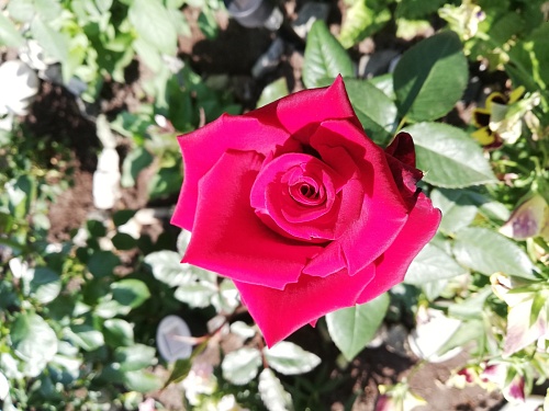 Тюменские агрономы «Россельхозцентра» поделились эффективным способом подкормки роз