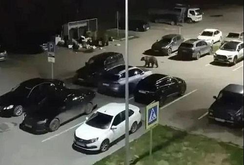 Полиция проверяет распространителя фейков с медведями в Тобольске