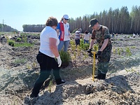 В День России тюменцы высадили 32 тысячи саженцев сосны обыкновенной