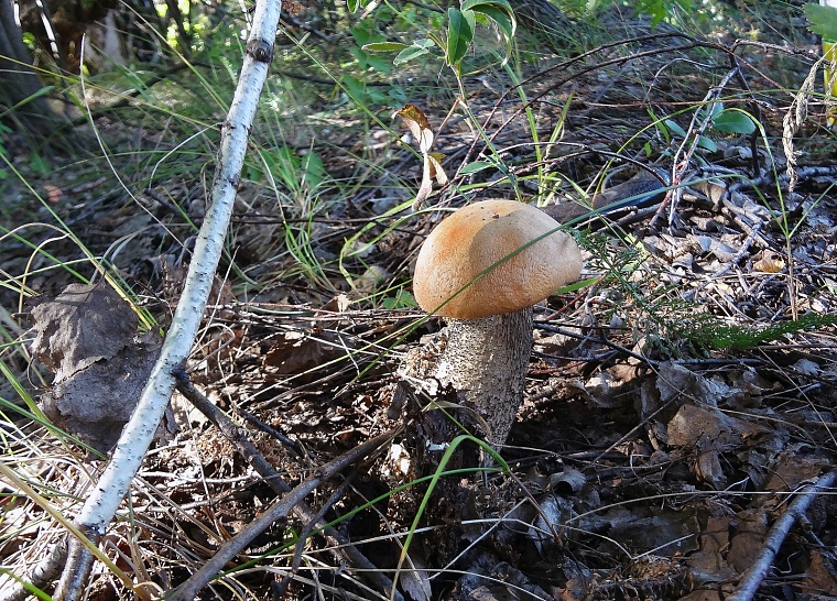 Народные приметы на 1 августа: Макрина мокра - и осень мокра