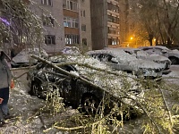 Из-за майского снегопада в Тюмени падают деревья