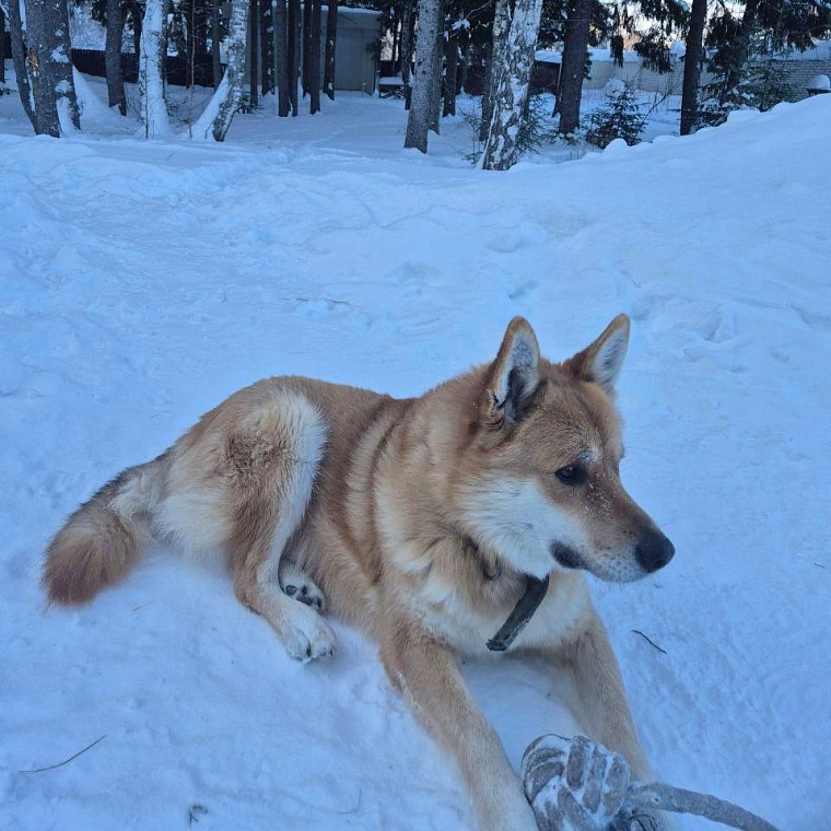 Глава Тобольска Петр Вагин опубликовал фото своего пса Сэма