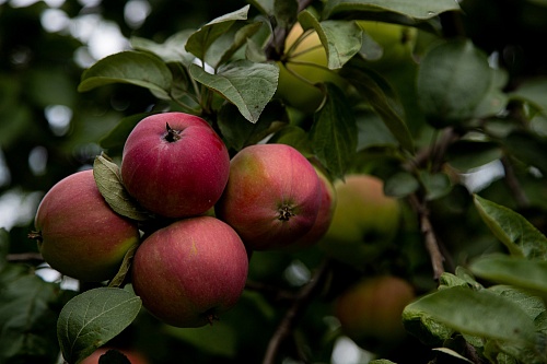 Как правильно собирать и хранить яблоки