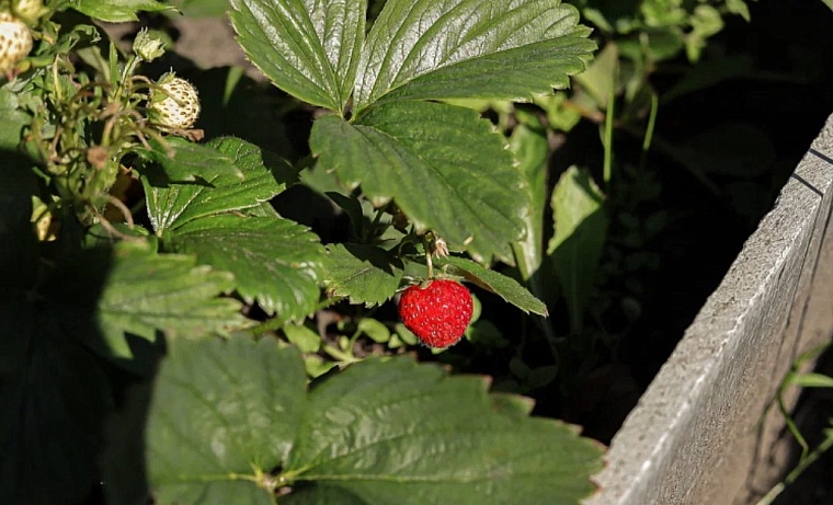 Тюменским садоводам рассказали, что делать с земляникой весной