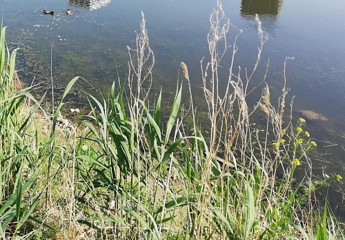 Пруд Северный в районе Мыса может стать уникальным для Тюмени объектом