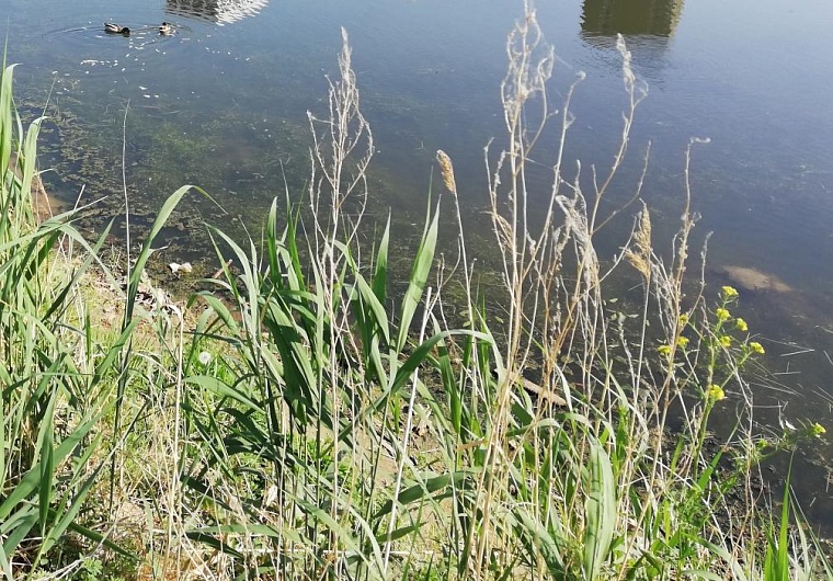 Пруд Северный в районе Мыса может стать уникальным для Тюмени объектом