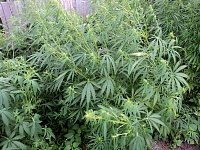 У мужчины из Тюменской области нашли полкило марихуаны