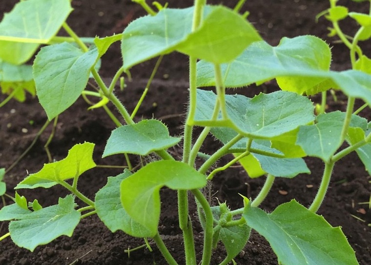 Народные приметы на 5 июня: много оводов - к хорошему урожаю овощей