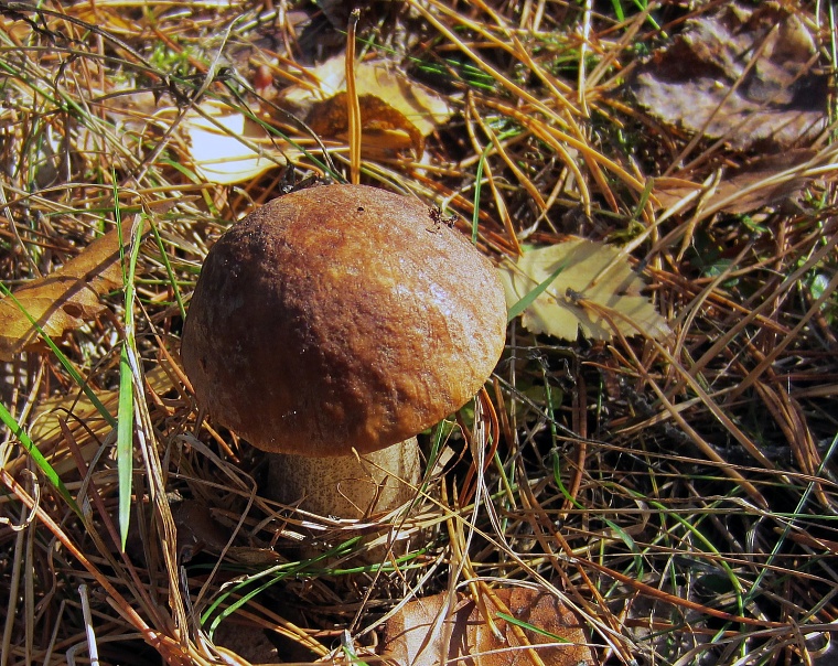 Народные приметы на 11 июня: колосится рожь - много грибов найдешь