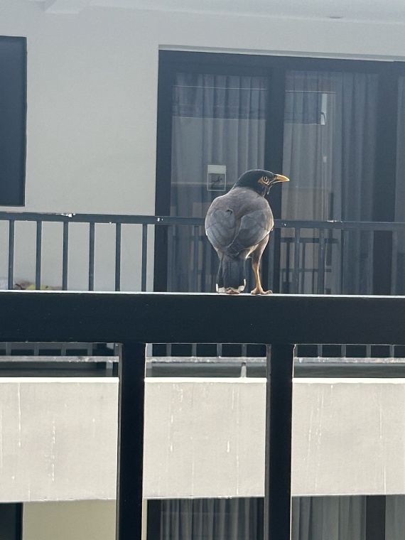 Тропики по цене Сочи: как отдохнуть на Пхукете и не пожалеть об этом