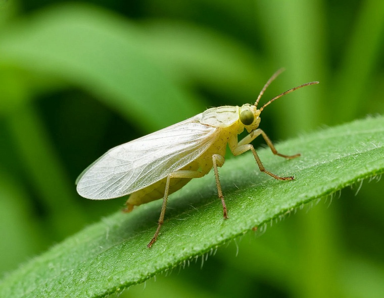 Как бороться с белокрылкой: советы агронома